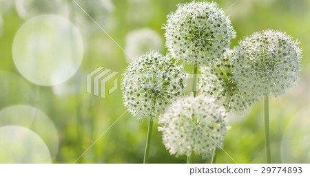 White Allium circular globe shaped flowers blow White Allium circular globe shaped flowers blow 29774893