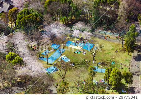 Cherry-viewing people 29775041