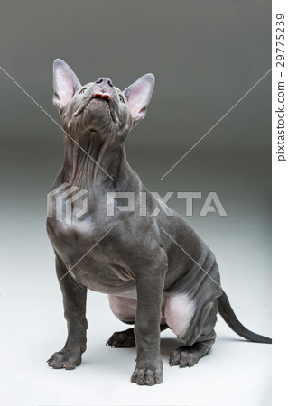Thai ridgeback puppy Thai ridgeback puppy 29775239