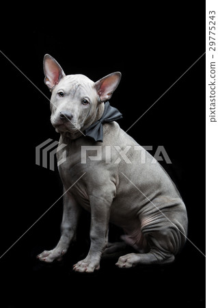 Thai ridgeback puppy Thai ridgeback puppy 29775243
