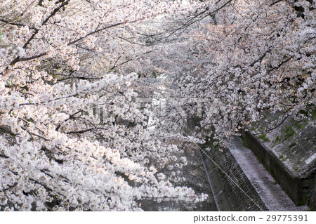 Cherry blossoms at Yamazaki River Cherry blossoms at Yamazaki River 29775391