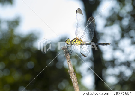 Dragonfly  Dragonfly  29775694