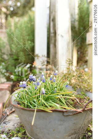 Scenery with muscari 29776616