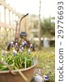 Scenery with muscari 29776693