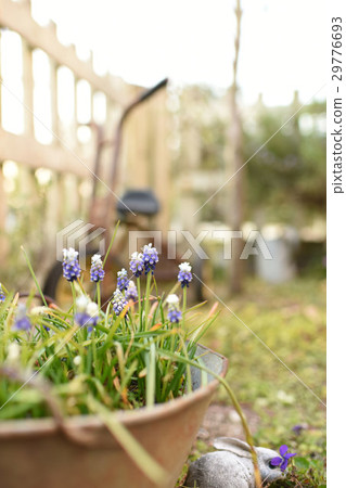 Scenery with muscari 29776693