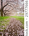 Owada Park The rainy morning cherry blossom road 29777666