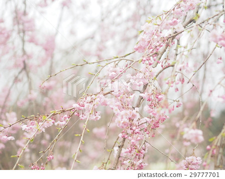 櫻花 櫻花 29777701