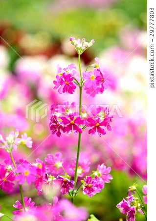 櫻桃樹植物 29777803