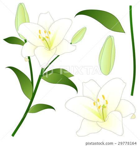 Lilium candidum, the Madonna lily or White Lily.  29778164