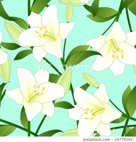 Lilium candidum, White Lily on Green Background. 29778165