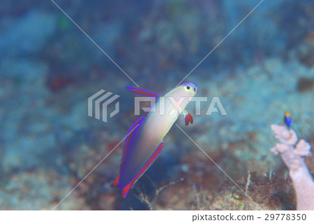 Akebono-nohase Akebono-nohase 29778350