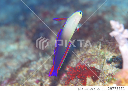 Akebono-nohase Akebono-nohase 29778351