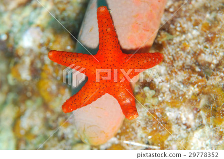 海星 海星 29778352