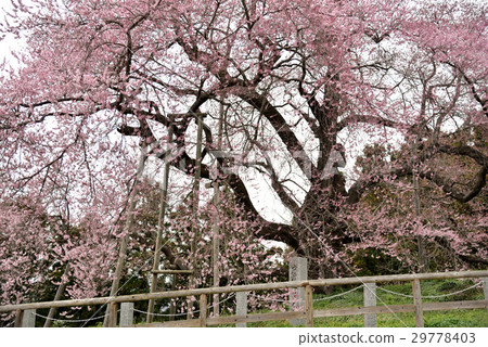 Cherry Blossoms Cherry Blossoms 29778403