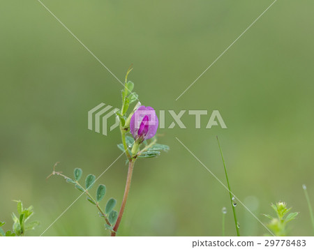 Jahazu endow in spring field Jahazu endow in spring field 29778483