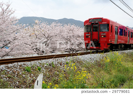 櫻花和火車,春風 櫻花和火車,春風 29779081