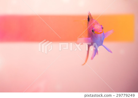 Close up shot of pink anthias 29779249
