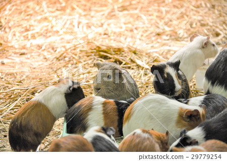 Group of guinea pigs feeding 29779254