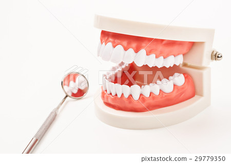 White teeth model and dental instruments. 29779350