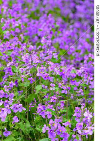 Flower radish 29780085