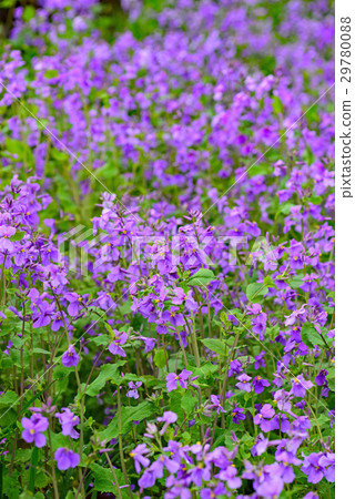 Flower radish Flower radish 29780088