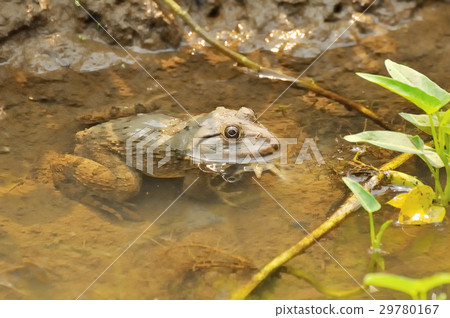 Thai frog in pond. 29780167
