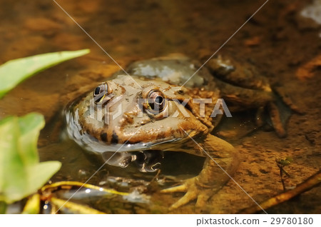 Thai frog in pond 29780180