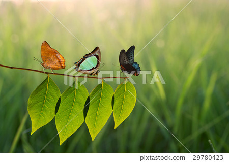 Three butterfly on green leaf and sunlight Three butterfly on green leaf and sunlight 29780423