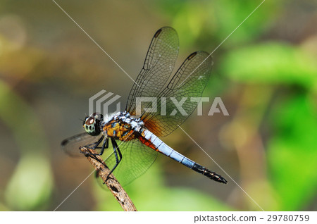 Blue dragonfly resting on a stick. 29780759