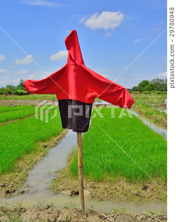 Scarecrow in the rice filed. Scarecrow in the rice filed. 29780948