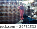 Male turkey in a farm. 29781532