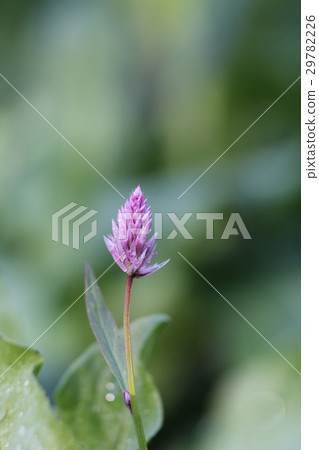 Small Nogeitou 29782226