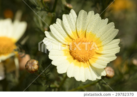 daisy with dew drops daisy with dew drops 29782370