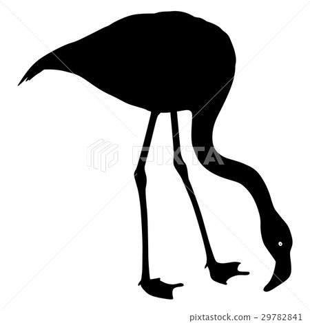 Silhouette bird flamingo on a white background 29782841
