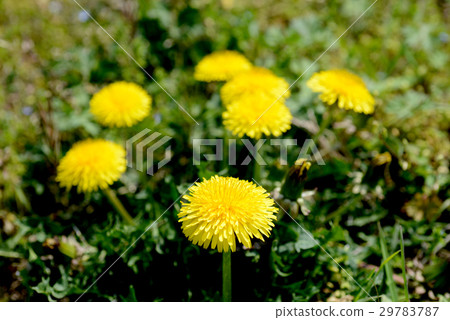  蒲公英 29783787