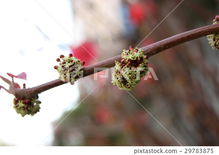 Flower of Phellodendron Flower of Phellodendron 29783875