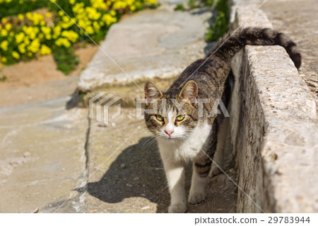 Tabby cat walking 29783944