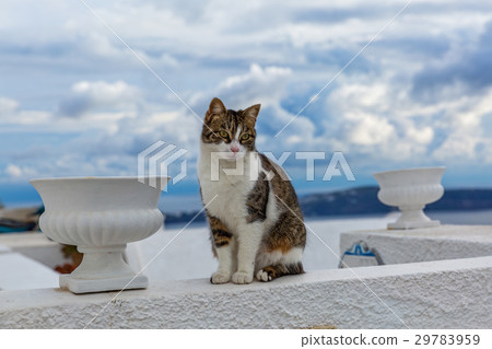 Serious Greek cat Serious Greek cat 29783959