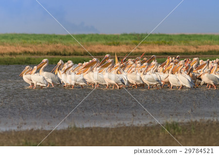 white pelicans (pelecanus onocrotalus) white pelicans (pelecanus onocrotalus) 29784521