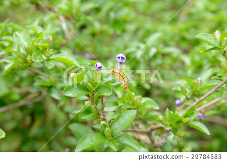 Caterpillar larva of the American white lily 29784583