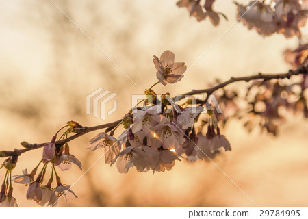 Yoshino cherry blossoms in the morning sun 29784995