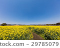 Rape blossoms of Saito Hara burial mound 29785079