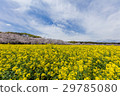 Rape flowers and cherry blossoms of the Saitobaru Kofun 29785080