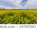 Rape flowers and cherry blossoms of the Saitobaru Kofun 29785081