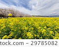 Rape flowers and cherry blossoms of the Saitobaru Kofun 29785082