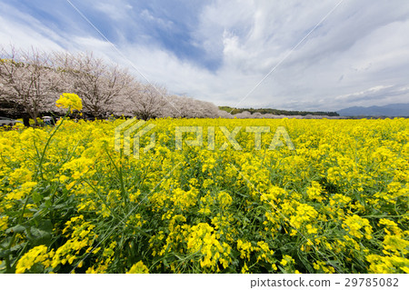 強姦Saitobaru Kofun的鮮花和櫻花 29785082