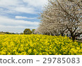 Rape flowers and cherry blossoms of the Saitobaru Kofun 29785083