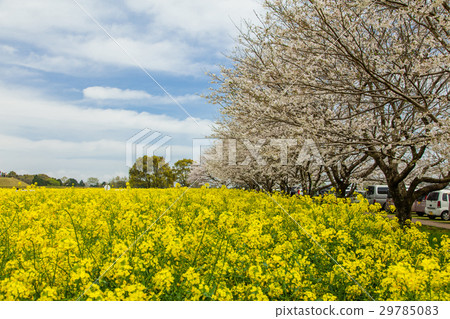 Rape flowers and cherry blossoms of the Saitobaru Kofun Rape flowers and cherry blossoms of the Saitobaru Kofun 29785083
