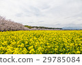 Rape flowers and cherry blossoms of the Saitobaru Kofun 29785084