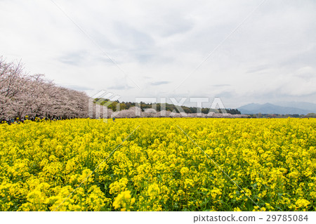 強姦Saitobaru Kofun的鮮花和櫻花 29785084